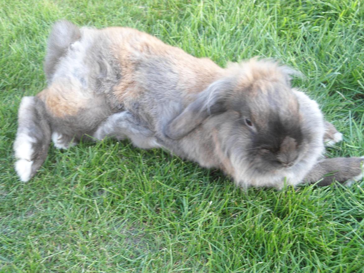Kanin Stella billede 13