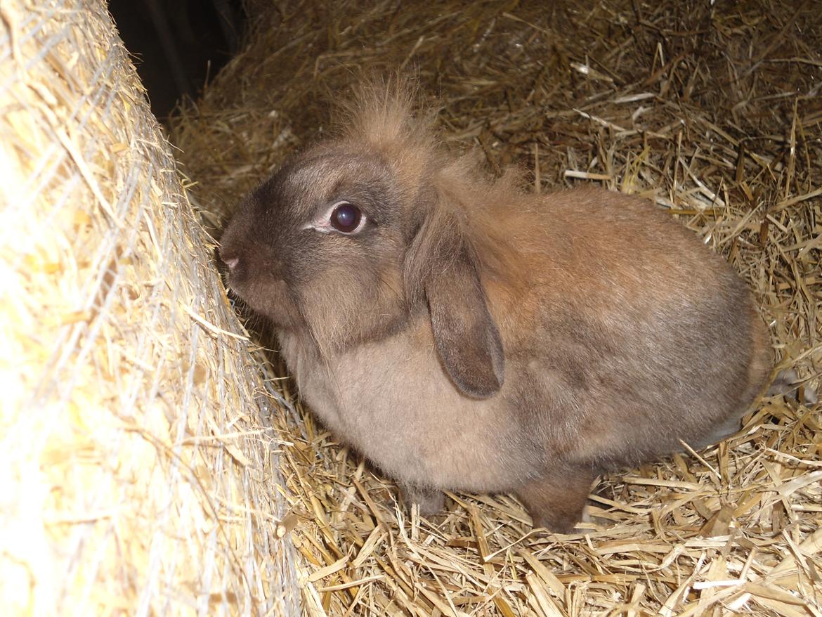 Kanin Stella billede 14