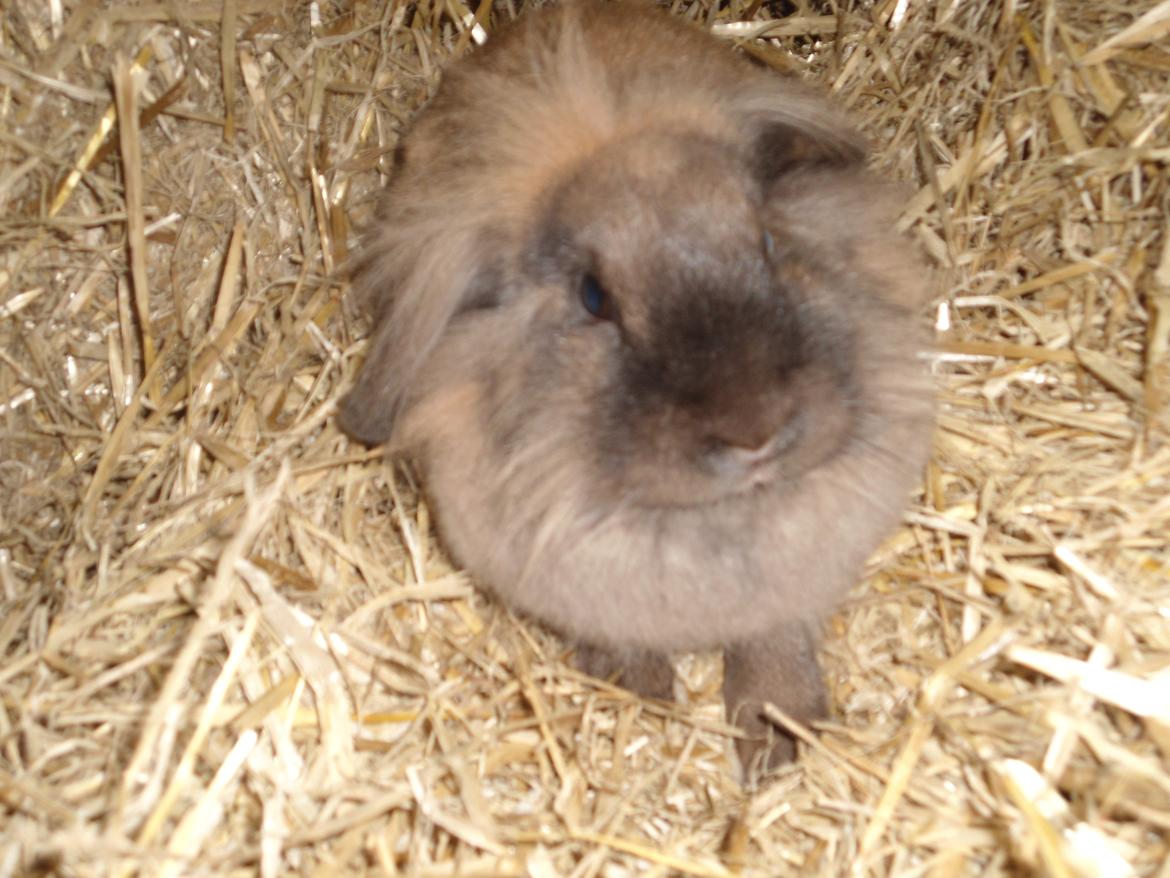 Kanin Stella billede 15