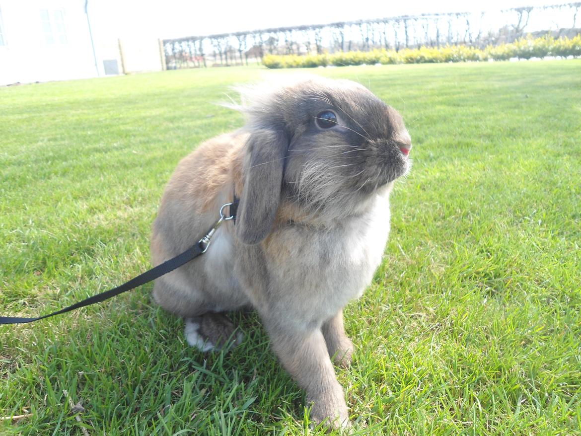 Kanin Stella billede 16