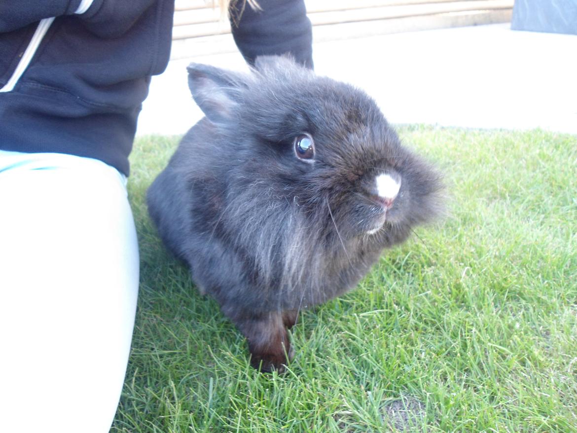 Kanin Pjuske billede 2