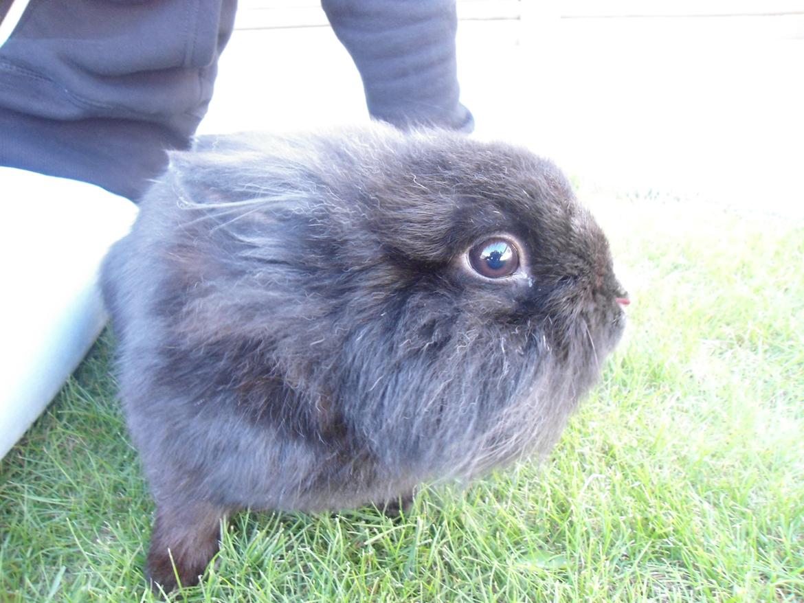 Kanin Pjuske billede 8