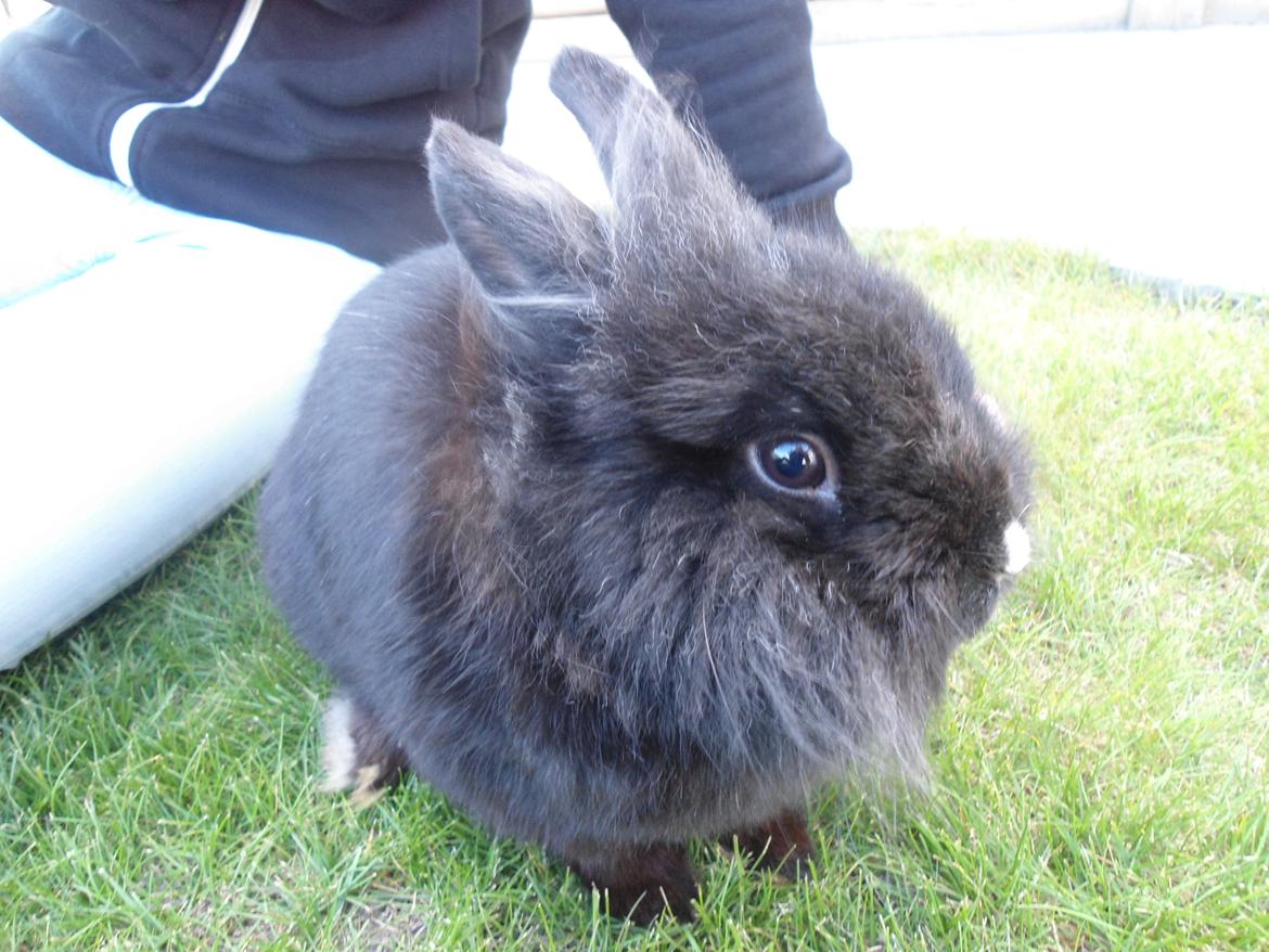 Kanin Pjuske billede 9