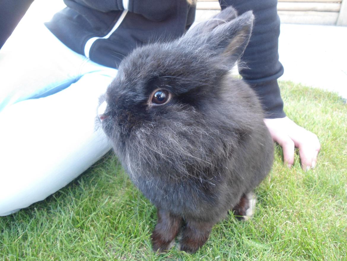 Kanin Pjuske billede 10