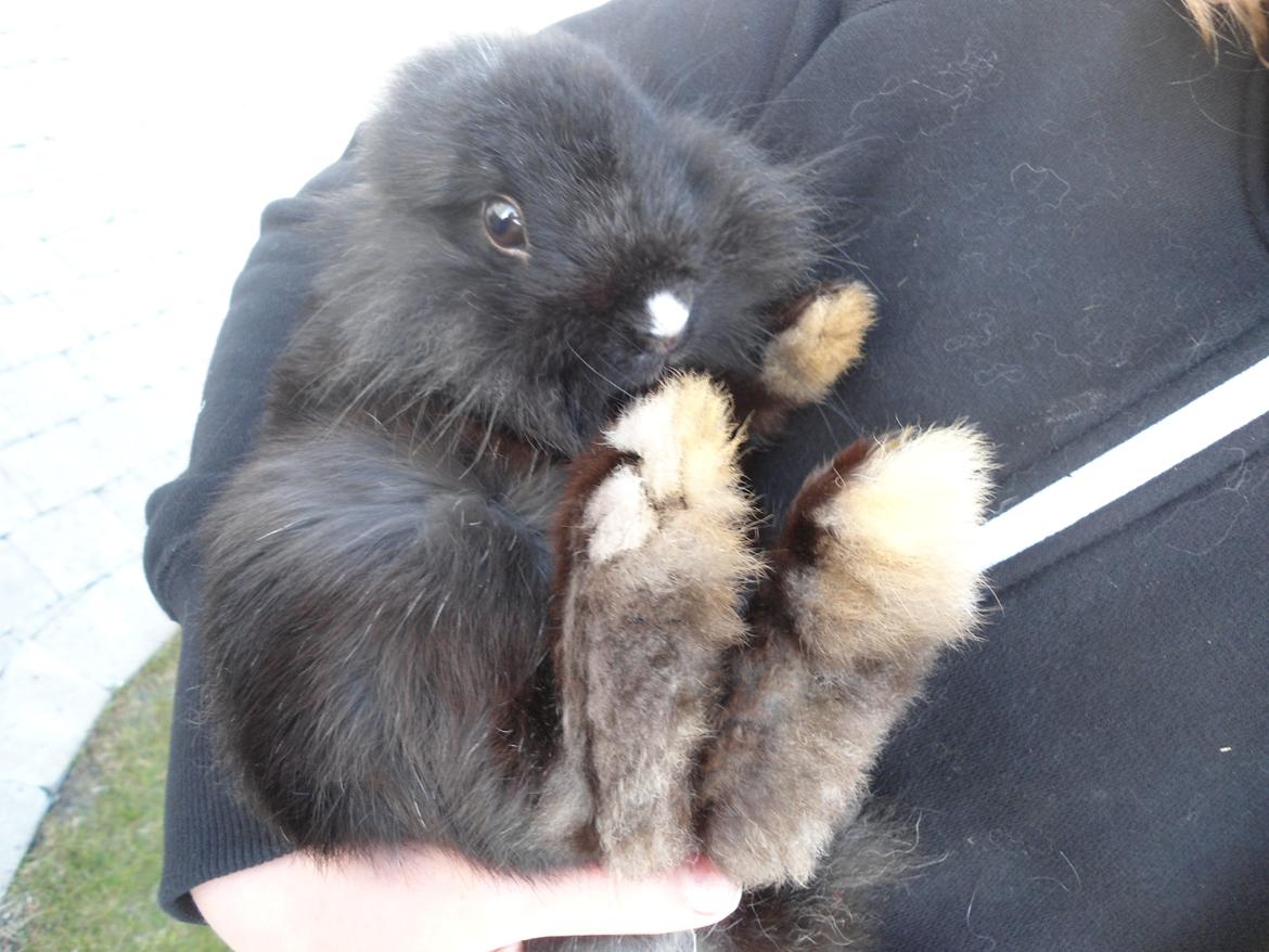 Kanin Pjuske billede 11