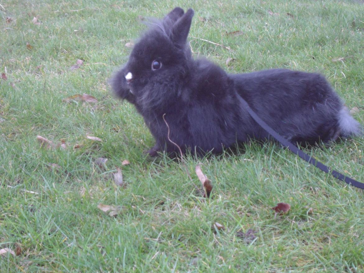 Kanin Pjuske billede 1