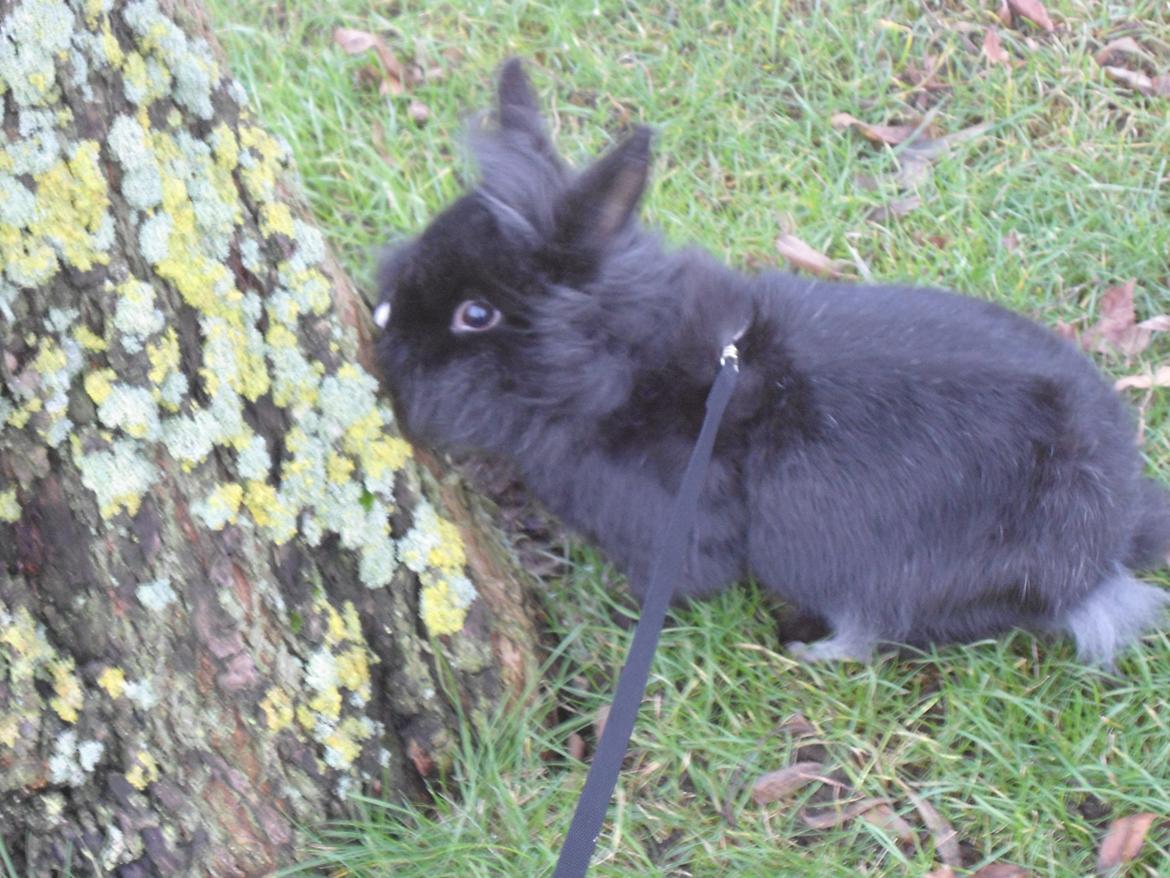 Kanin Pjuske billede 12