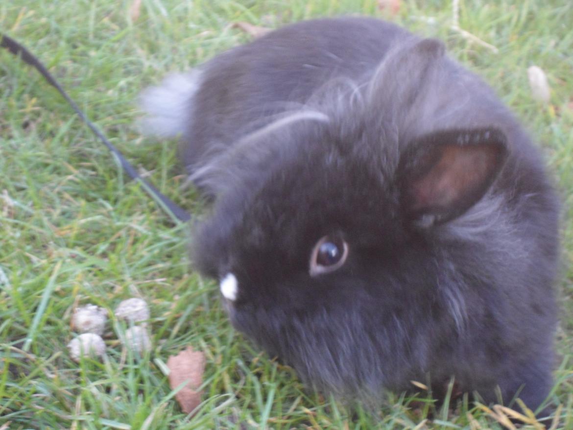 Kanin Pjuske billede 13