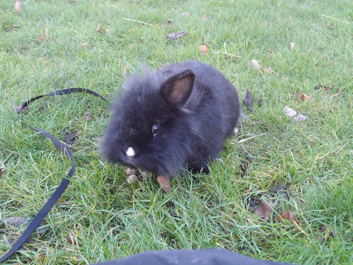 Kanin Pjuske billede 14