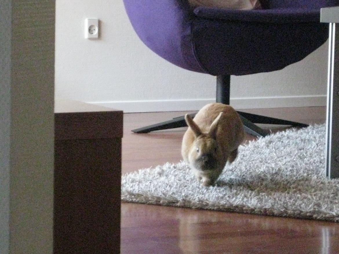 Kanin Ester - hop hop billede 1