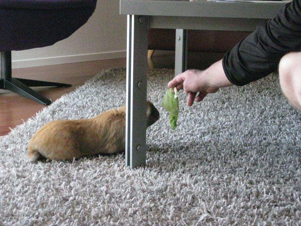 Kanin Ester - salat til dig billede 9