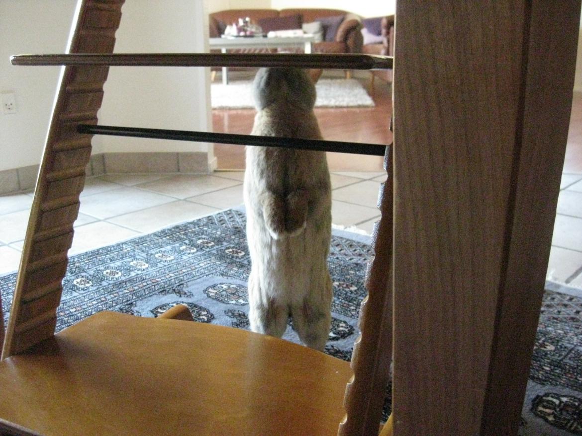 Kanin Ester - det lugter godt billede 10