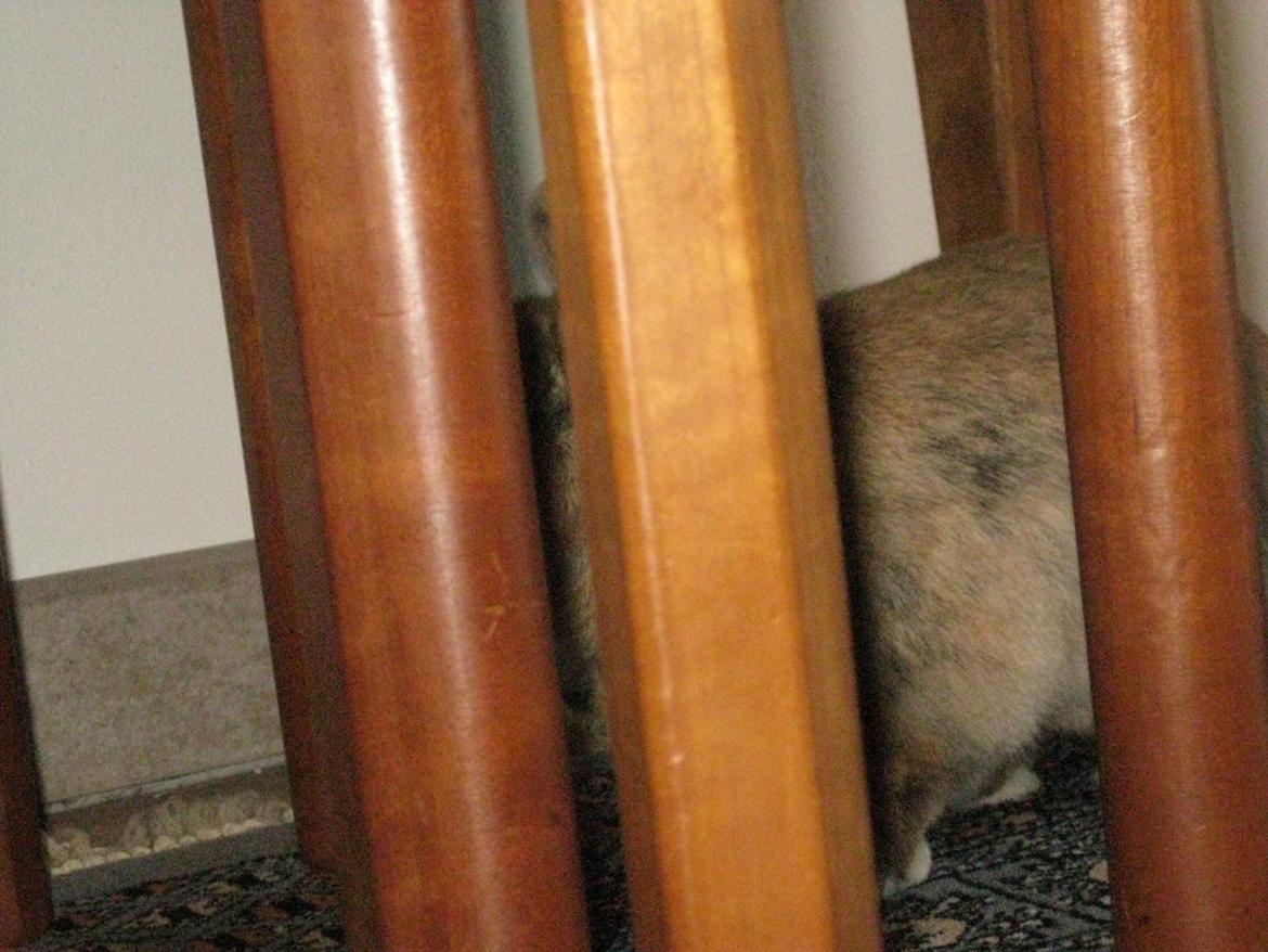 Kanin Ester - gemmer du dig billede 7