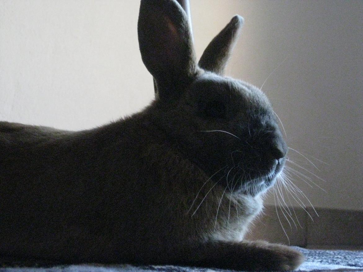 Kanin Ester - Ester billede 4