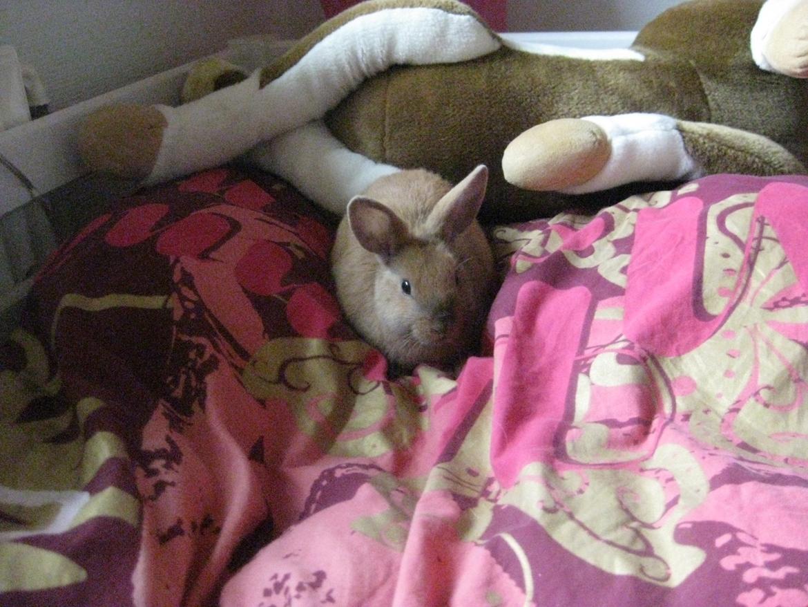 Kanin Ester - lægger du godt billede 13