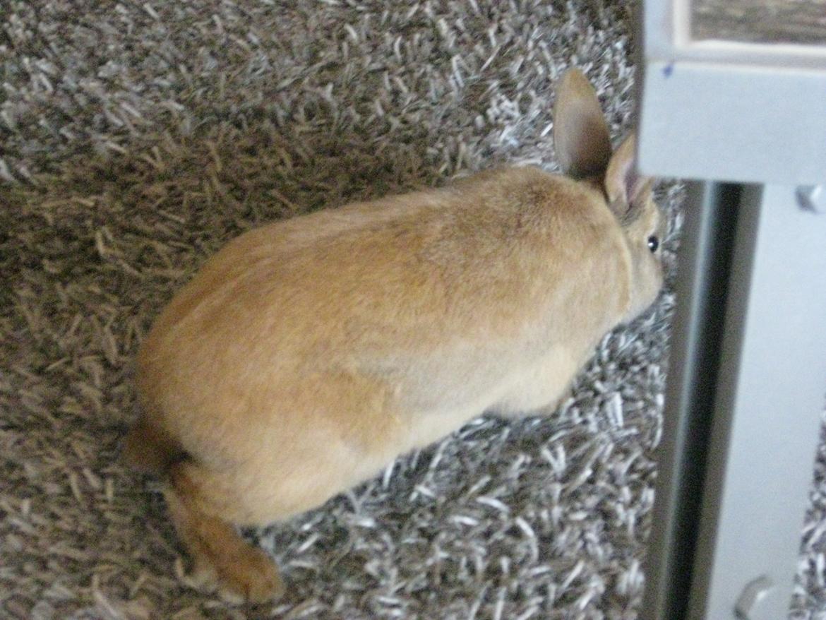 Kanin Ester - hvad er det billede 11