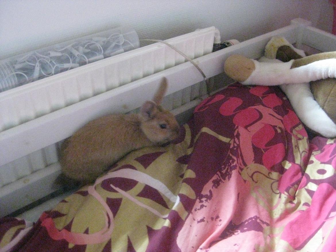 Kanin Ester - dig i min seng billede 8