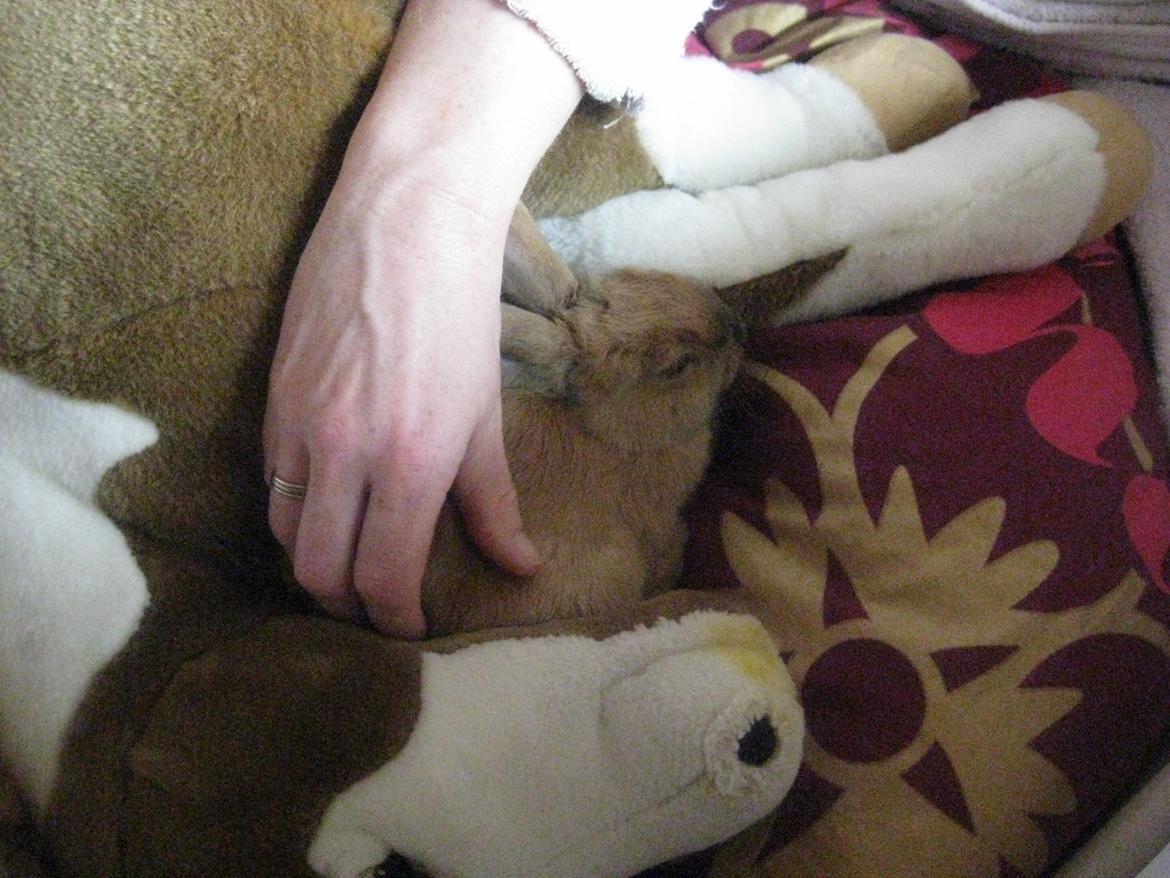 Kanin Ester - mor ager dig billede 14