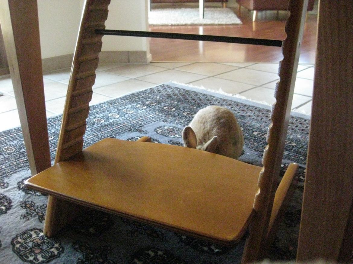 Kanin Ester - hvad er der? Er det mon en kommentar? Læg grene en. Jeg elsker dig så højt skatte pus billede 19