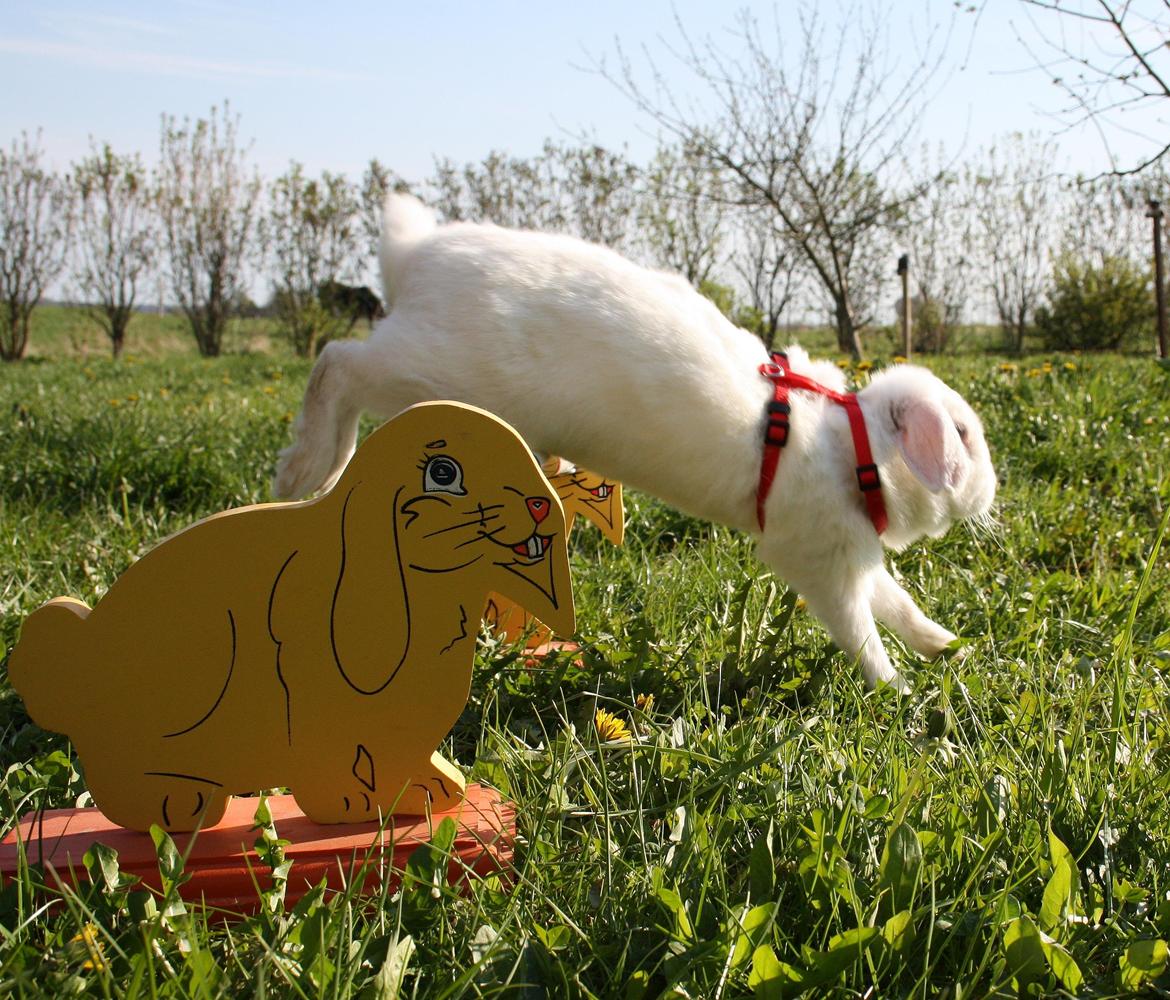 Kanin Silke billede 5