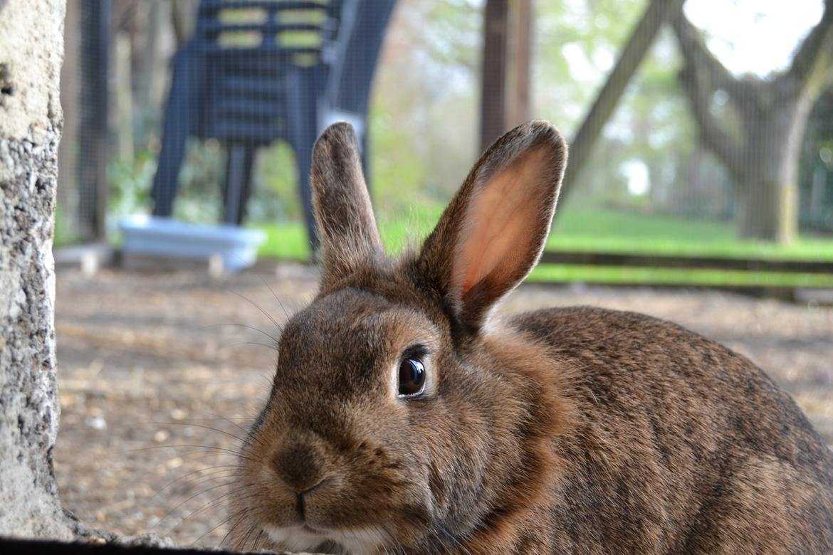 Kanin Paladset's Nuzzer billede 8