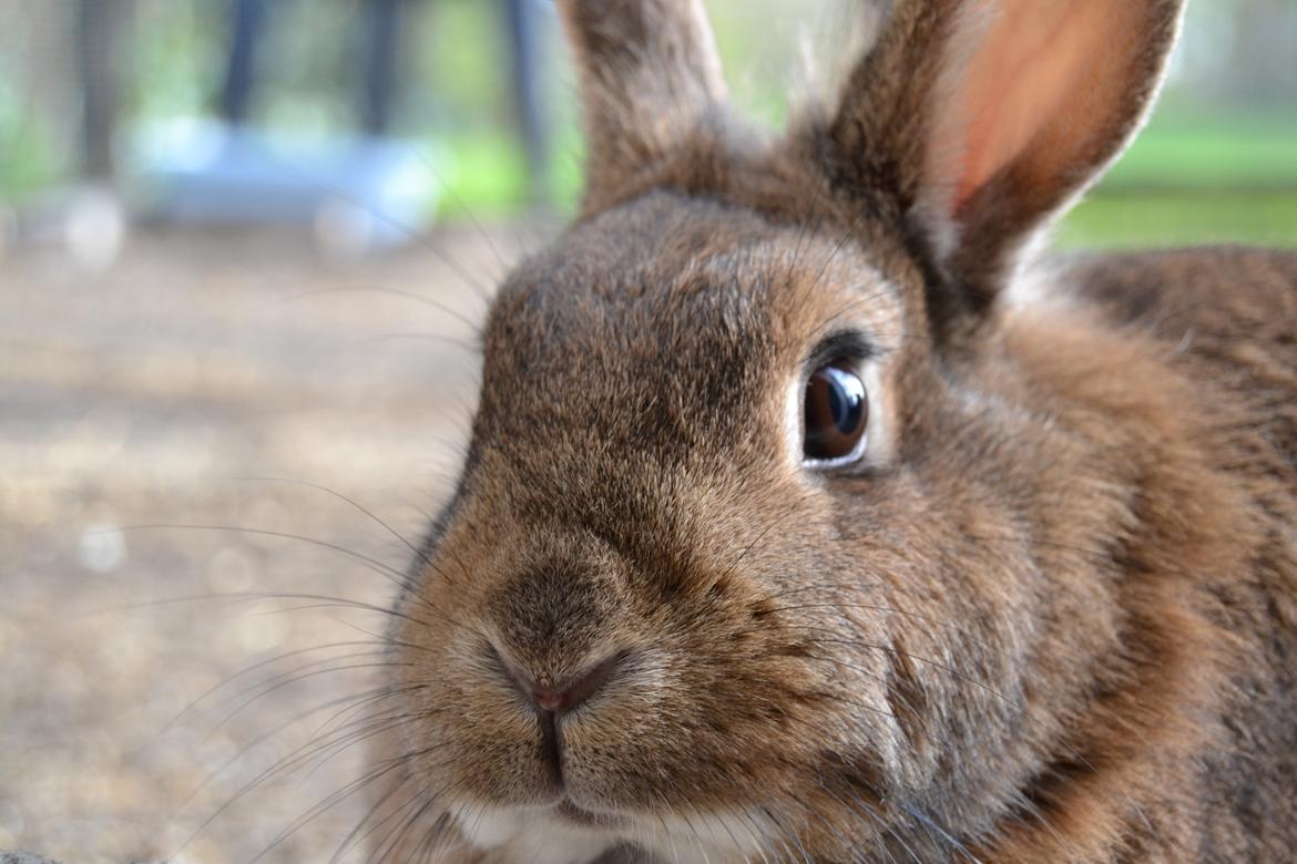 Kanin Paladset's Nuzzer - Velkommen til Nuzzer's profil! <3 billede 1