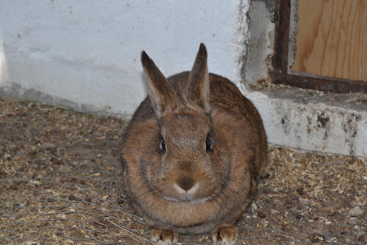 Kanin Paladset's Nuzzer billede 19