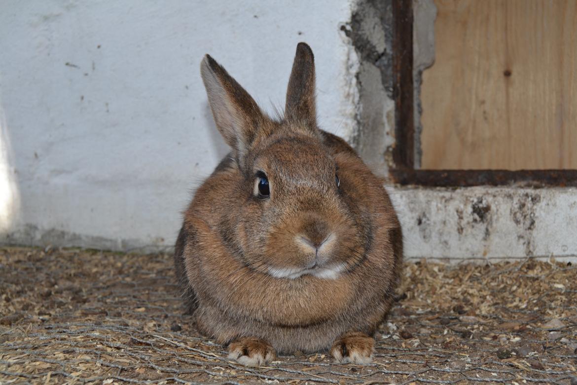 Kanin Paladset's Nuzzer billede 10