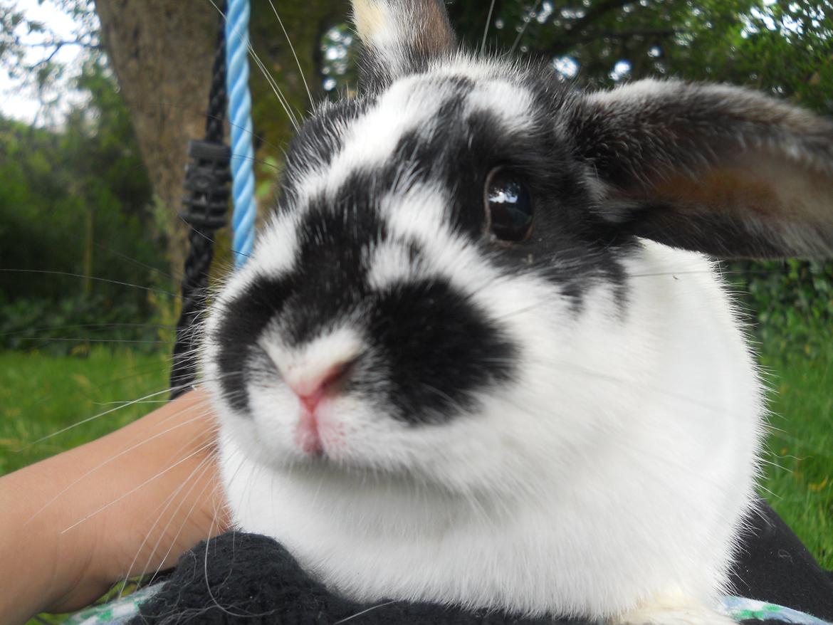 Kanin Nette billede 19