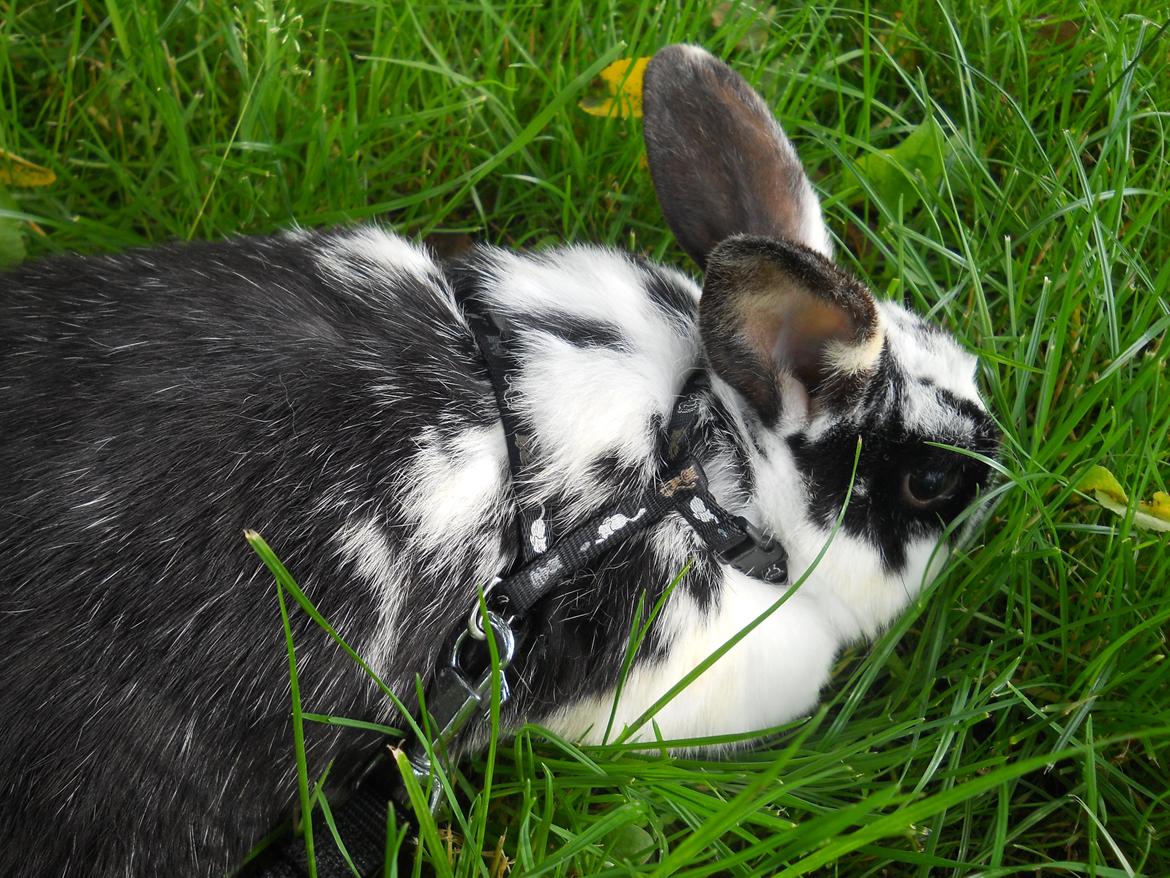 Kanin Nette billede 20