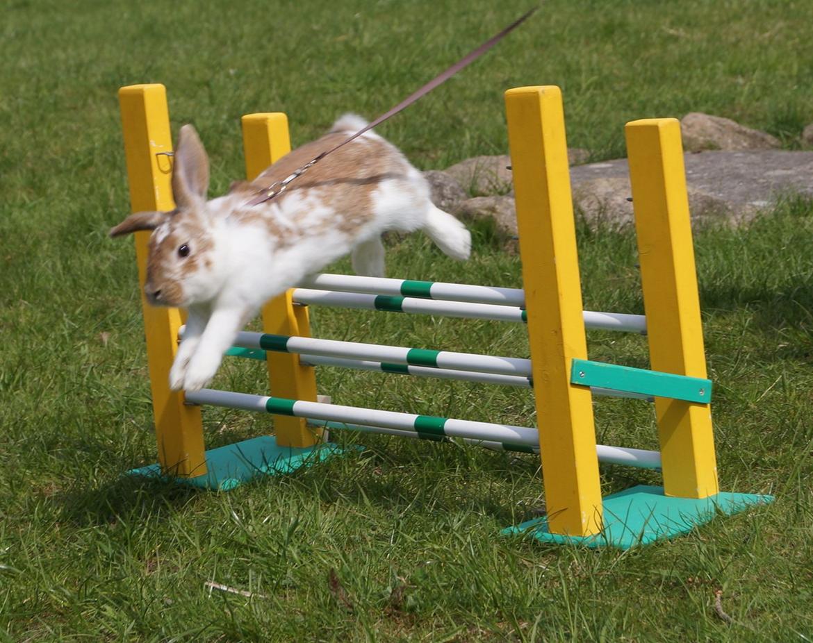 Kanin Springers Lunatic MBF † DØD 18.10.2015 †  billede 3