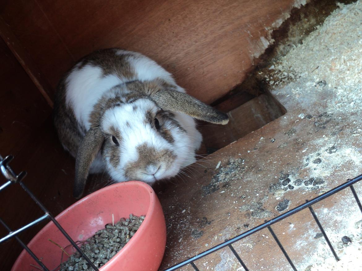 Kanin Wild way ( frede) billede 2