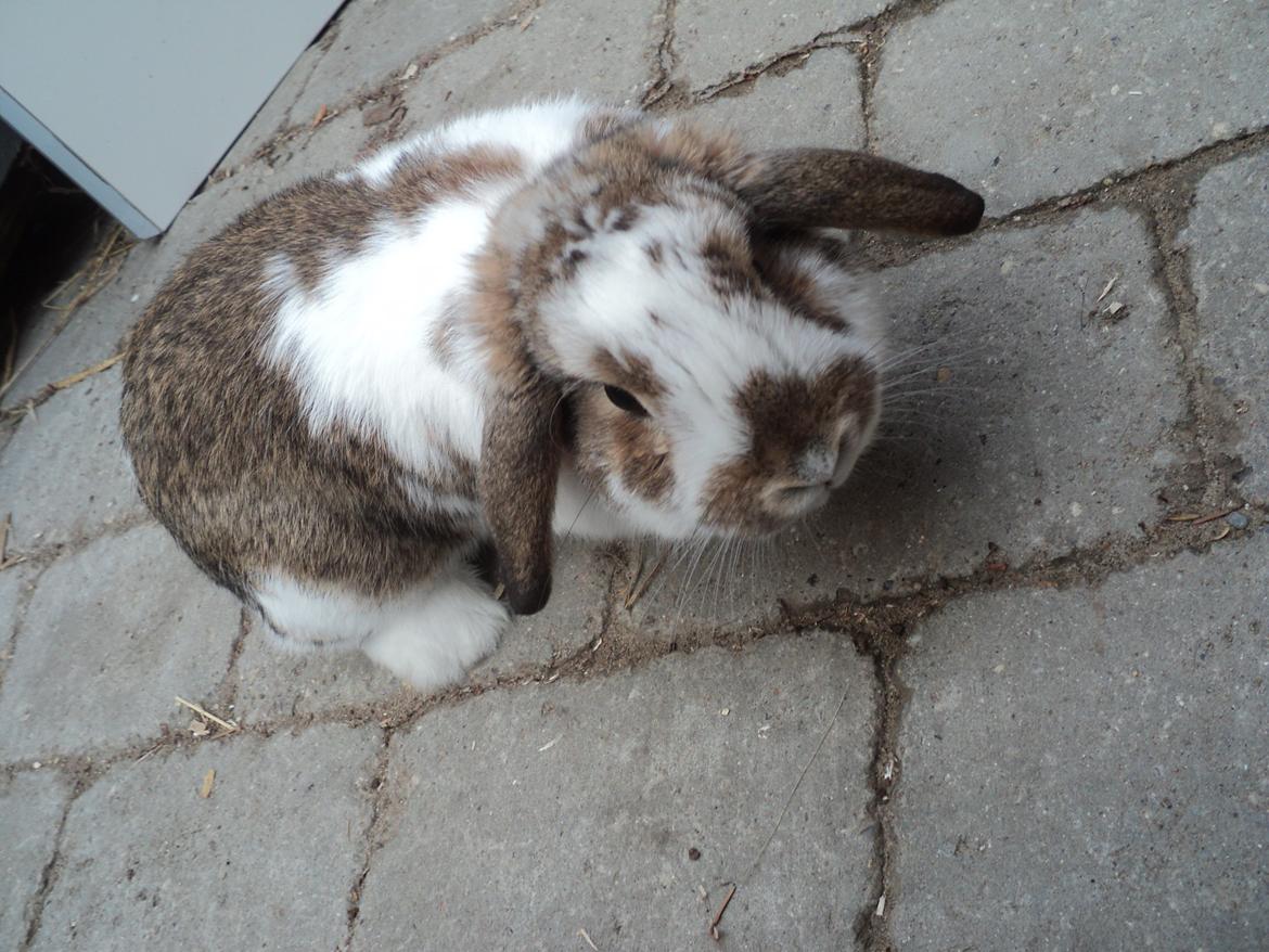 Kanin Wild way ( frede) billede 4