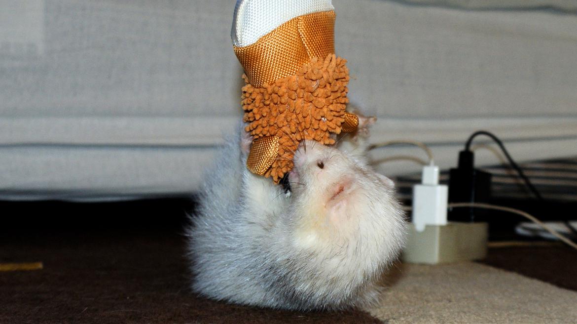 Ilder | Honey Lyon billede 6