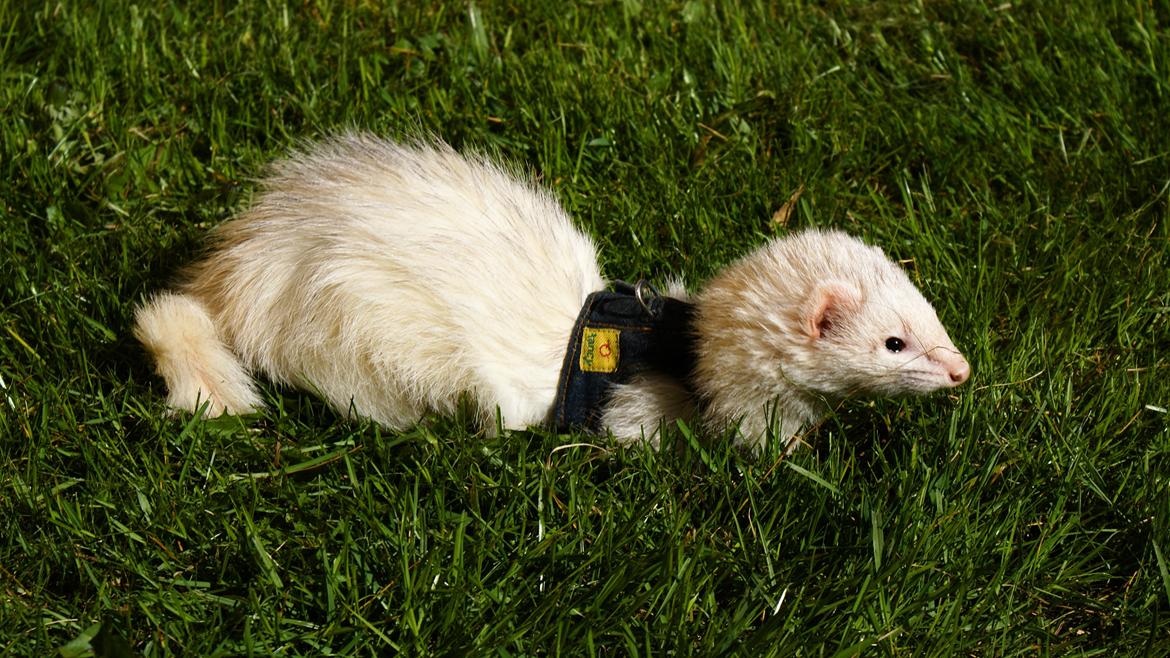 Ilder | Honey Lyon billede 8