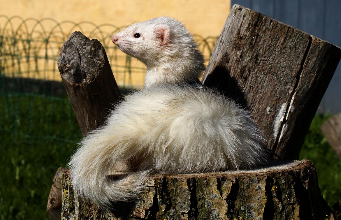 Ilder | Honey Lyon billede 9