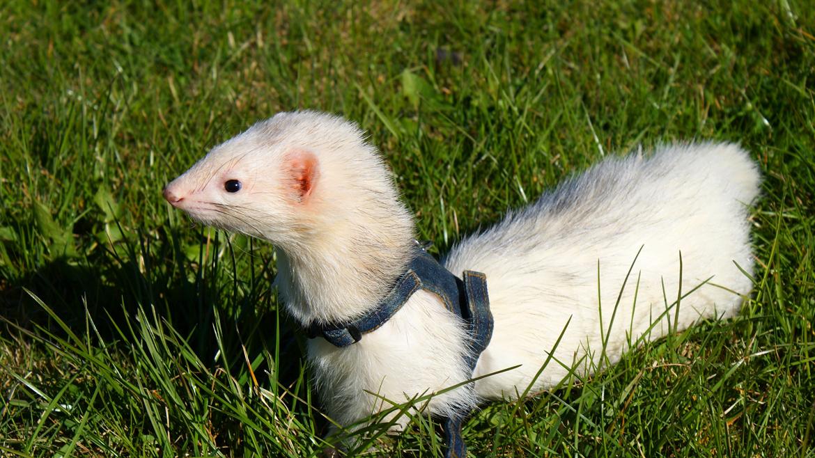 Ilder | Honey Lyon billede 12