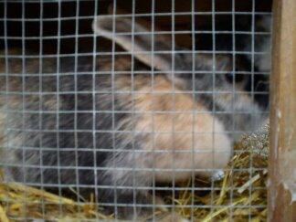 Kanin Nana billede 2