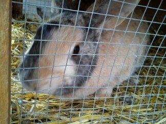 Kanin Nana billede 3