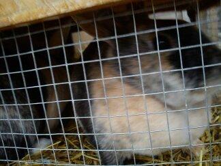 Kanin Nana billede 4