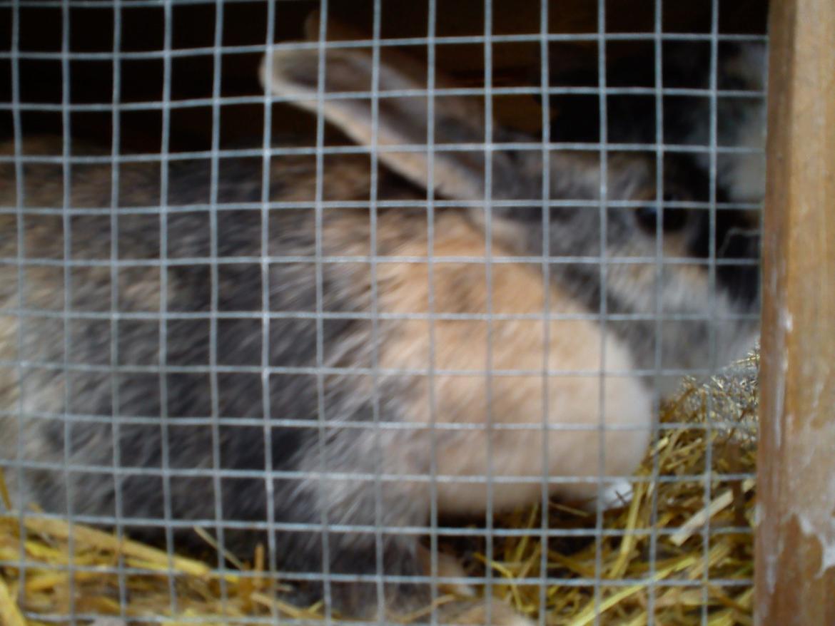 Kanin Nana billede 5