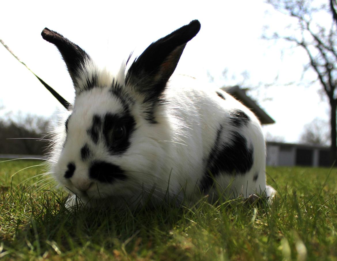 Kanin Skip billede 2