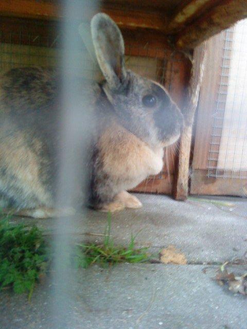 Kanin Nana billede 6