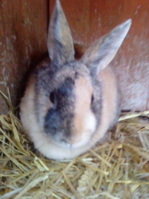 Kanin Nana billede 7