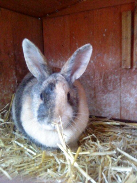 Kanin Nana billede 1