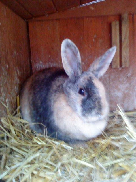 Kanin Nana billede 8