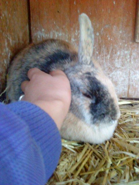 Kanin Nana billede 9