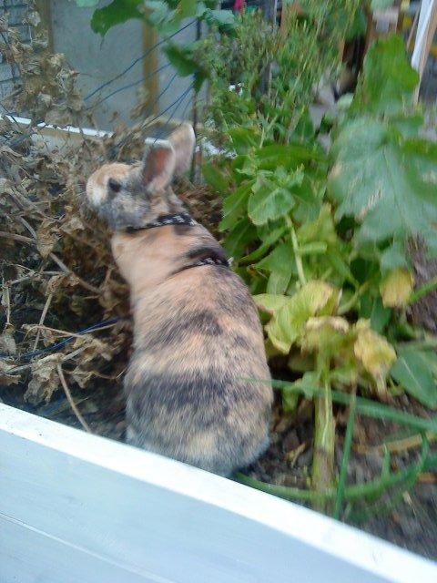 Kanin Nana billede 10