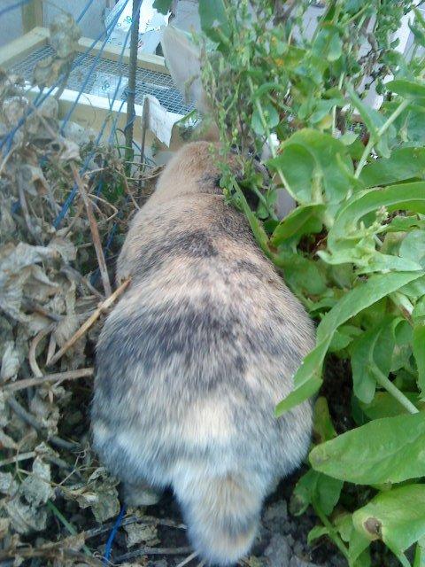 Kanin Nana billede 11