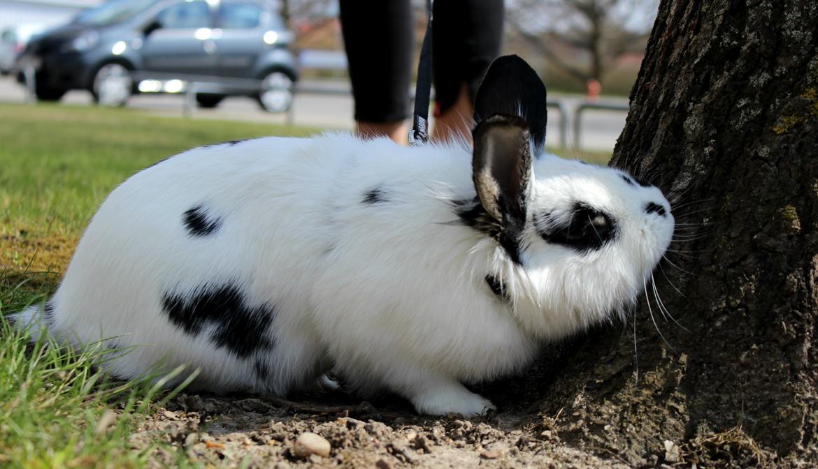 Kanin Skip billede 4